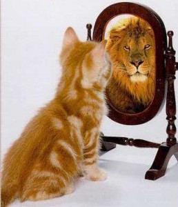 kitten-lion